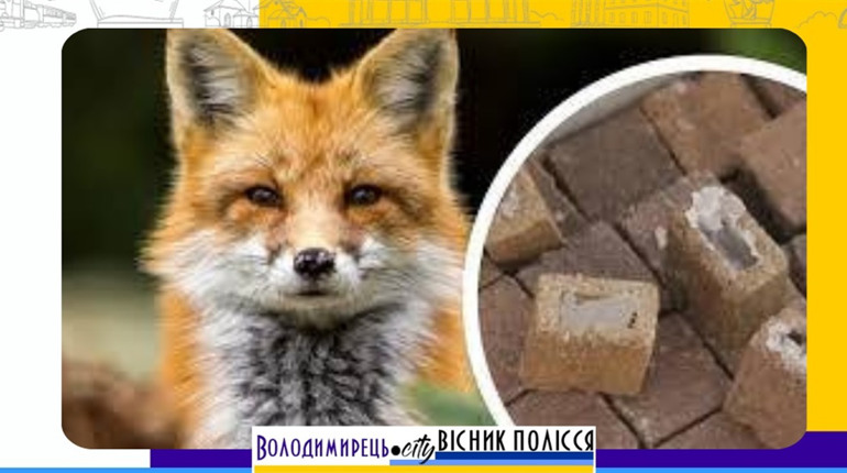 На території Локницької та Зарічненської територіальних громад будуть розкидати вакцину від сказу