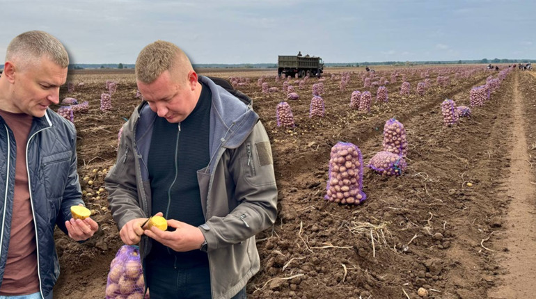 З 7 до 97 гектарів: як підприємство із Сарненщини вирощує третину картоплі області