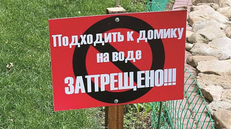 Черные лебеди из мелитопольского парка поступили непрогнозируемо и готовят сюрприз