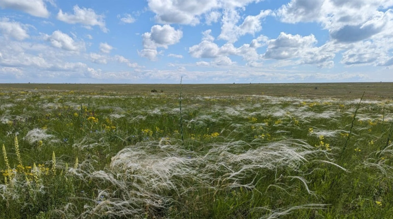 Як відновлюватимуть південні степи після війни: стартував пілотний проєкт