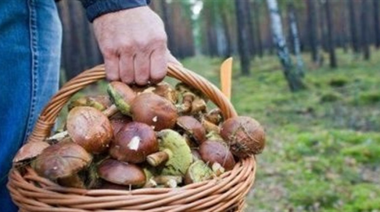 Уряд збільшив штрафи за заготівлю сіна та збір грибів і ягід