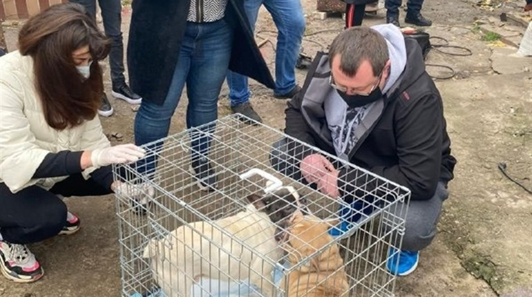 Голодували і хворіли: у Фастові врятували собак, яких тримали в антисанітарних умовах