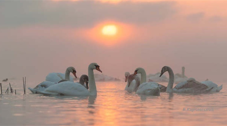 Лебеді на водосховищі ХАЕС масово зимують вже 15 років