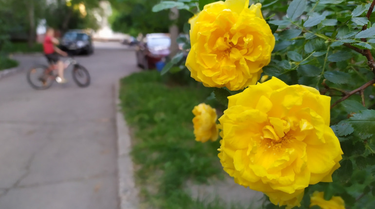 Літня погода: Прогноз на останні вихідні травня в Умані