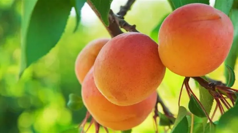 Що важливіше при виборі саджанця абрикоса: сорт чи підщепа