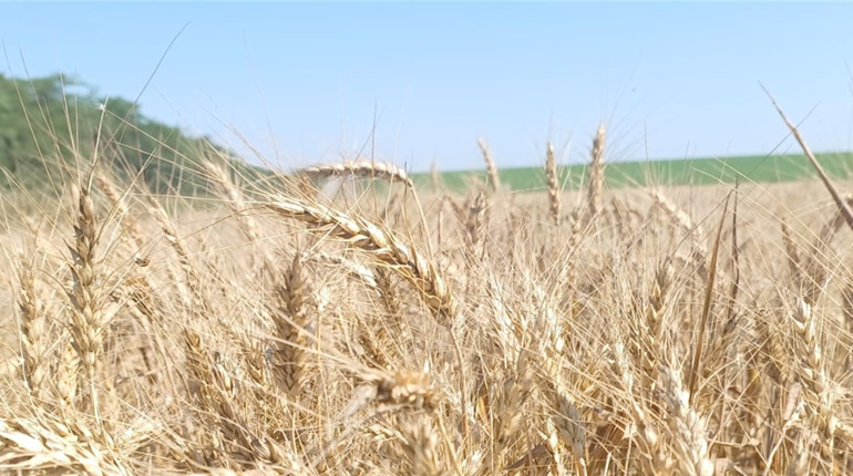 Жнива на Донеччині: аграрії збирають врожай