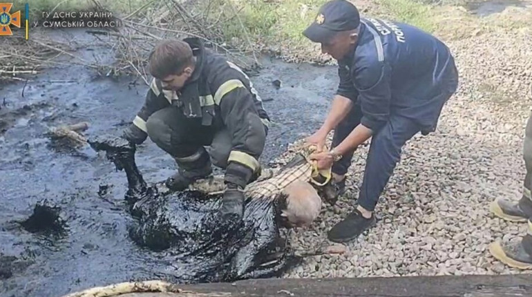 Шосткинець потрапив у пастку, випасаючи худобу