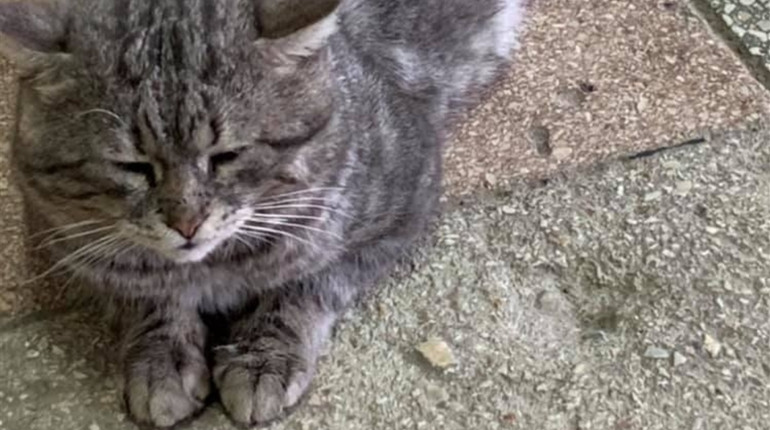 Його тут знають всі — від прибиральниці до ректора. Про кота-талісмана херсонського вишу