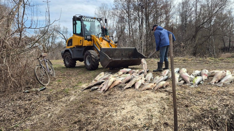 У Мені масово загинула риба: водойму вже очистили, причину з’ясовують