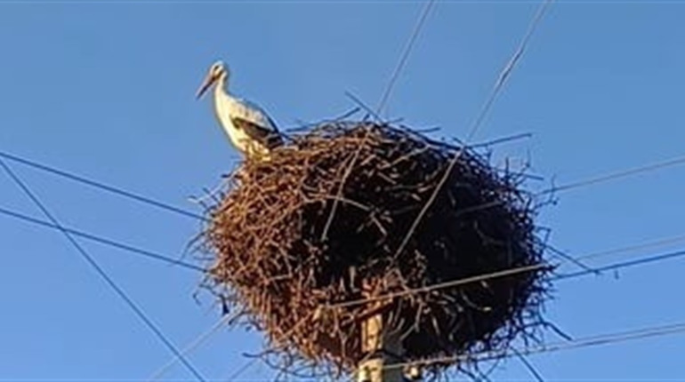 Бузькова нетерплячість: птах вже давно споглядає Чортків зі свого гнізда на Горішній Вигнанці