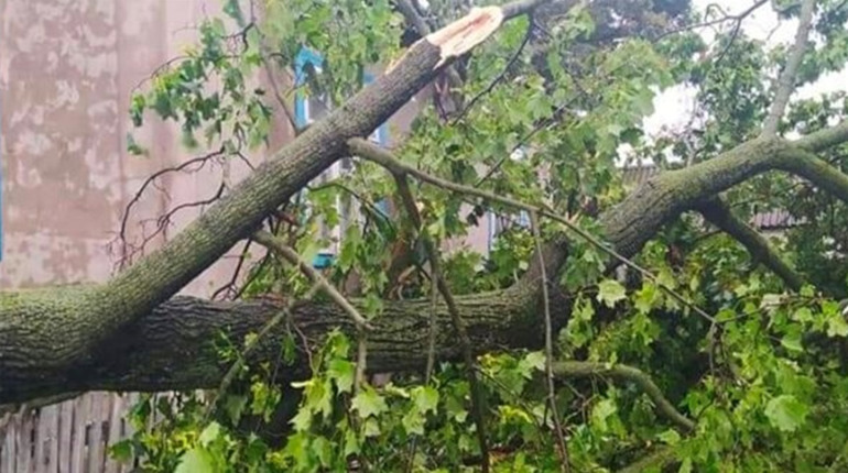 Поблизу Рафалівки на дорогу впало дерево