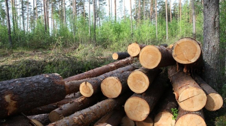 У Вараському районі «Селянський ліс» охоронятимуть від незаконних рубок