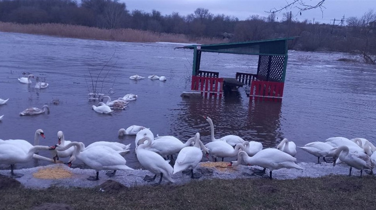 Не будьмо байдужими: молодим лебедям у Мигії потрібен корм, щоб вижити