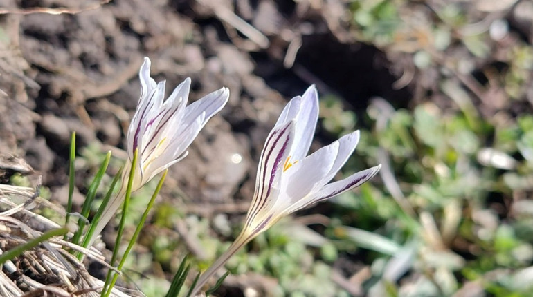 Сонце, дощ і березневий сніг: яку погоду прогнозують Первомайську в середині березня