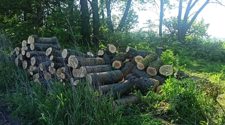 На Білопільщині правоохоронці виявили незаконних заготівельників лісу