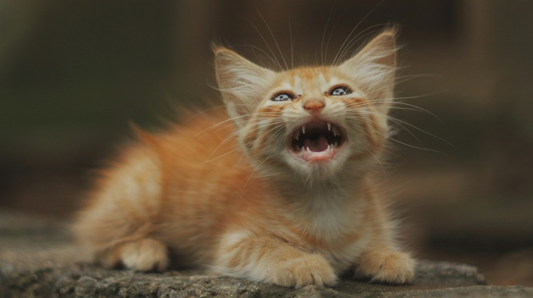 Безкоштовне щеплення домашніх тварин від сказу на Кагарличчині: де проводитимуть 25 та 26 листопада