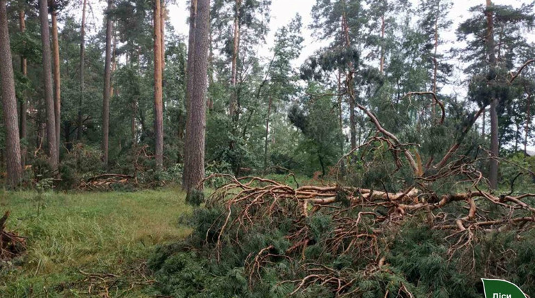 На Шосткинщині негода пошкодила близько 50 га лісових угідь