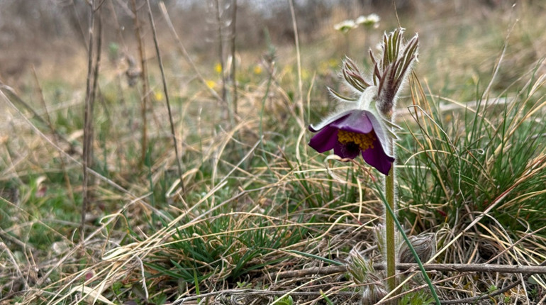 Перший сон і поля шафранів: весняні квіти Бузького Гарду. Фотоальбом