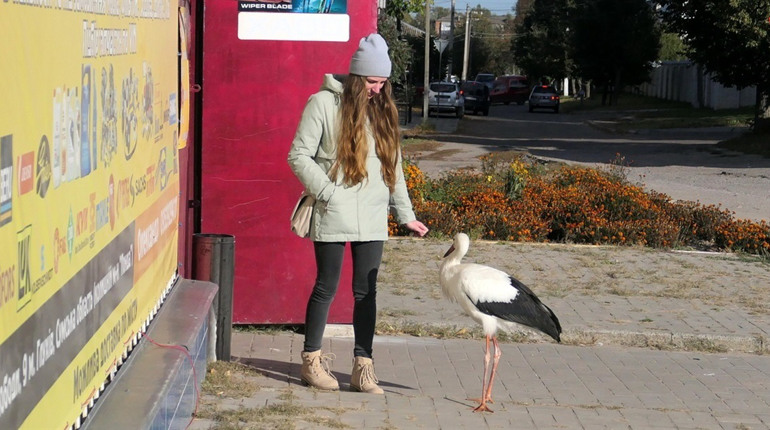 Вулицями Глухова ходить лелека. Чому птах залишився на зимівлю і як тепер його рятувати?