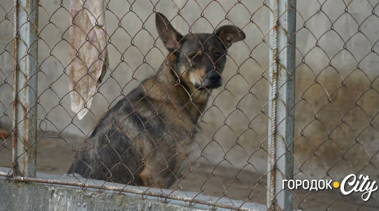 Безпритульні тварини у Городку: що робить влада, щоб вирішити проблему