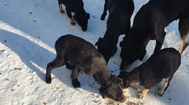 Сильні морози на Сарненщині: як допомогти безпритульним тваринам