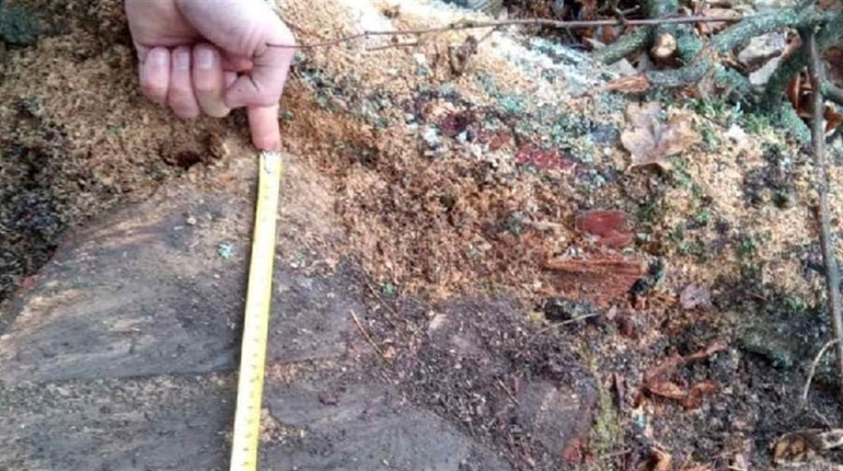 Екоінспектори виявили незаконну порубку дерев у лісництві на Звягельщині
