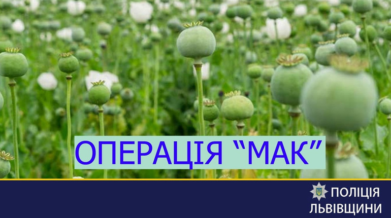 Операція "Мак": на Львівщині поліцейські виявляють і знищують незаконні посіви маку та коноплі
