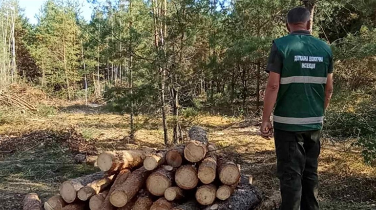 У селищної ради Сарненського району вимагають відшкодувати 3 мільйони за вирубаний ліс
