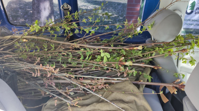 Озеленення вулиць у Переяславі: беріть у депутата міськради безоплатні саджанці дерев і долучайтеся