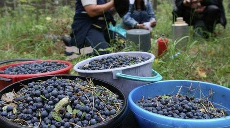 В селі Обиходи на Коростенщині зафіксували перевищену норму радіологічного забруднення