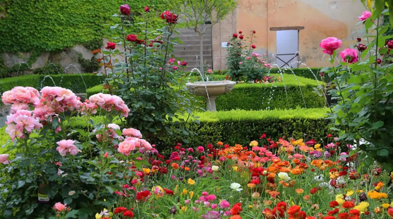 Королівська розкіш троянд та гармонія у вашому сучасному саду