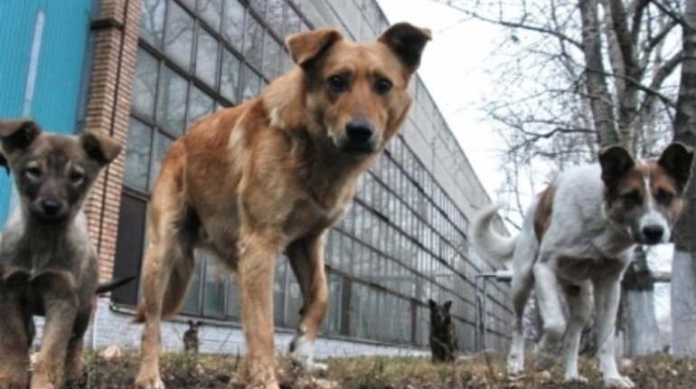 Суд виніс рішення на користь жінки, яку покусала собака. Кодимська міськрада сплатить їй 8 000 грн
