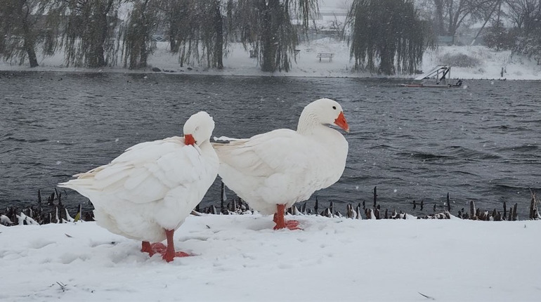 Які свята і визначні дні будуть у січні та коли Водохреще за новим календарем у 2025 році