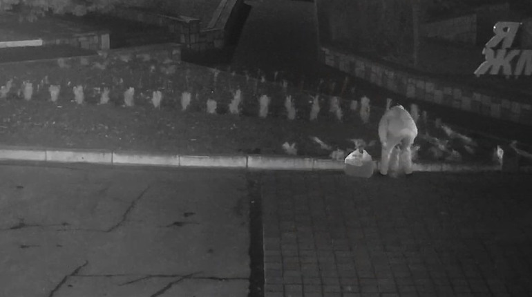 11 кущів ялівцю викрала жмеринчанка на площі Миру: впізнайте на відео