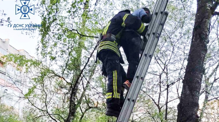 Заліз на висоту 7 метрів за іграшкою: у Дрогобичі рятувальники зняли дитину з дерева