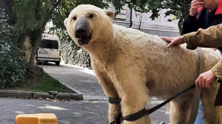 Бачили білого ведмедя на вулицях Херсона? Це не марево — він тут справді був