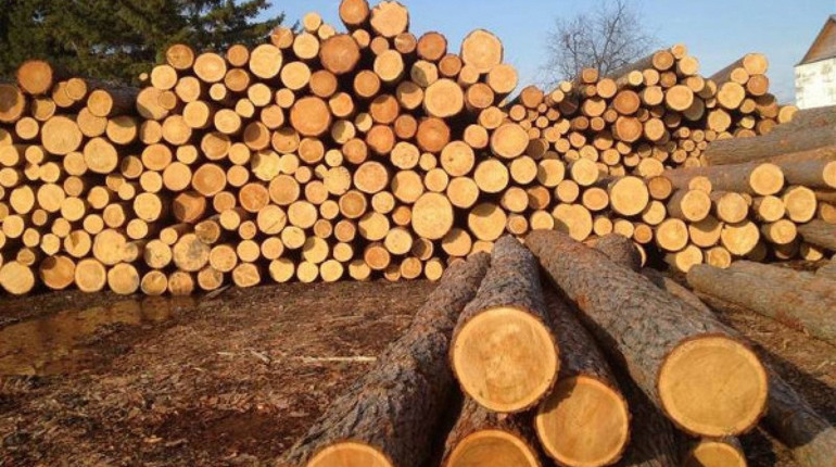 Незаконно продавали ліс: правоохоронці затримали двох працівників «Фастівського лісгоспу»