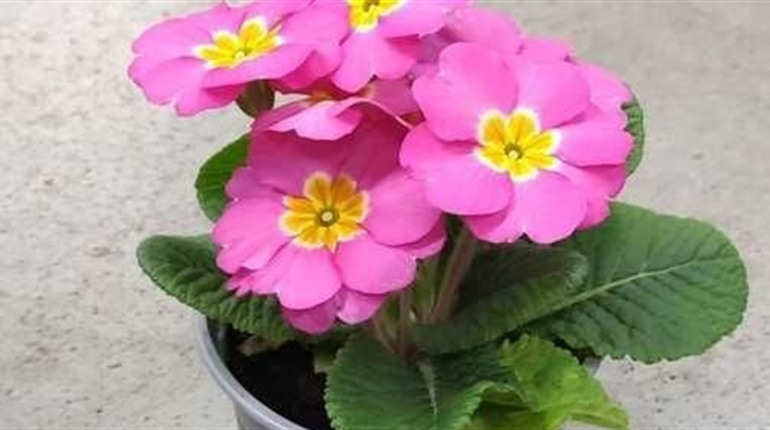 На корюківському ринку є квіти в горщиках, якими можна помилуватися, а потім висадити на клумбу