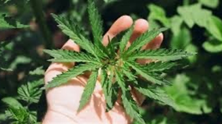 У Городку винесли вирок чоловікові, який зберігав канабіс