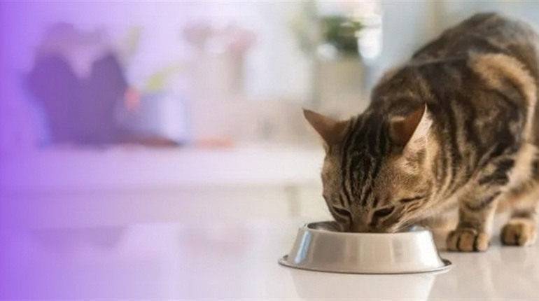 Чому ветеринари часто рекомендують Royal Canin для котів?