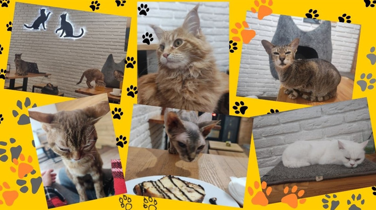Тут живуть коти: про хвостиків з Cat Cafe у Львові, гостей закладу та їхні історії
