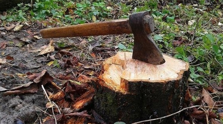 Жителя Фастова засудили за незаконну вирубку лісу на Житомирщині