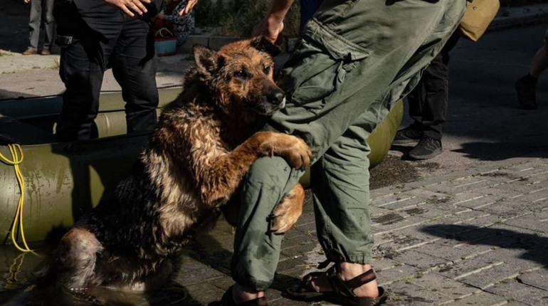 Собака Багіра, яку врятували і привезли до Одеси після теракту на Каховській ГЕС, знайшла родину