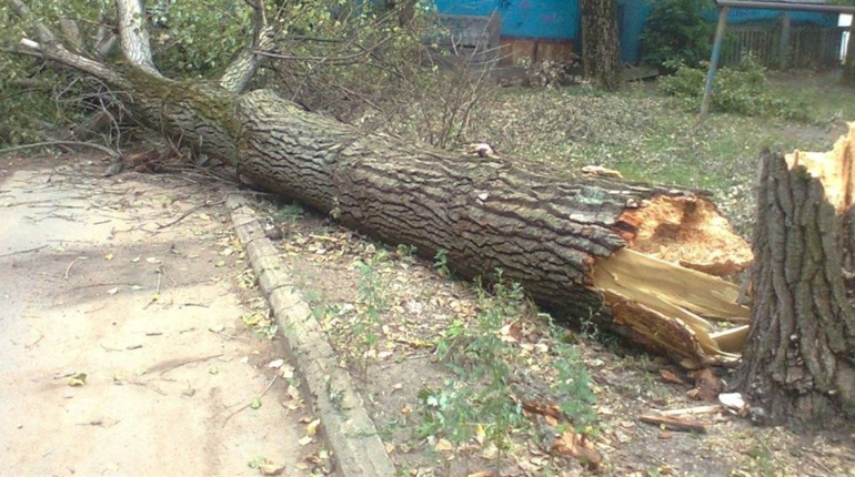 На жителя Стовп’яг упало дерево. Він у тяжкому стані