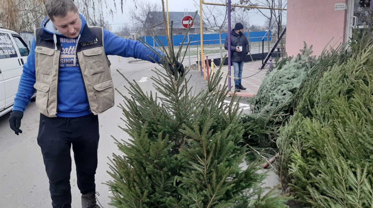 Карпатські, луцькі, німецькі: які ялинки до Нового року можна купити у Біляївці і за скільки