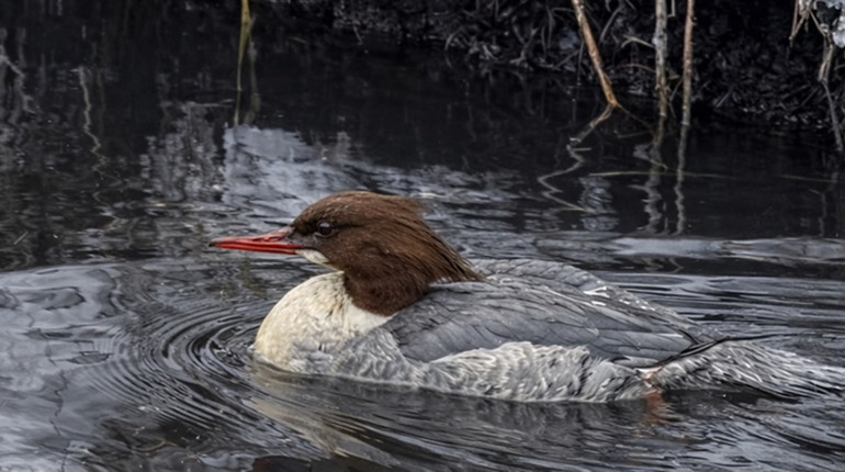 Газовики з Сарненщини врятували водоплавного птаха