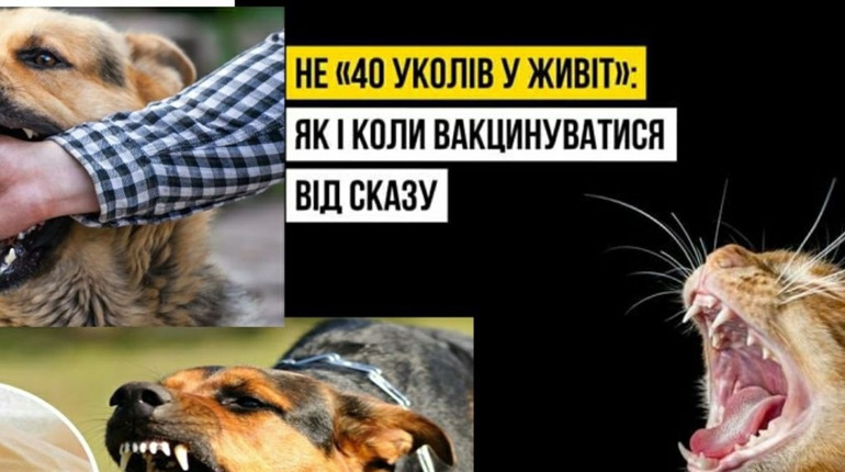Сказ. Що робити, якщо вас укусить інфікована тварина?