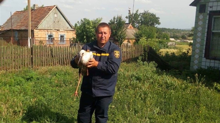 Беда стряслась с жилищем аиста, на помощь птице пришли спасатели
