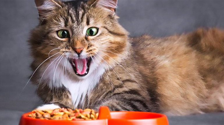 Сухий корм для котів Nature's Protection: збалансоване харчування для здоров’я та активності