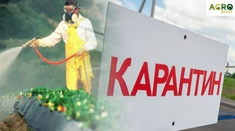 Плюс дев'ять випадків "корони" у Горобівці. Шостого червня село закривають на карантин